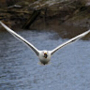 Meet your Posher, Alan